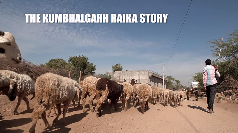 The Kumbhalgarh Raika Story